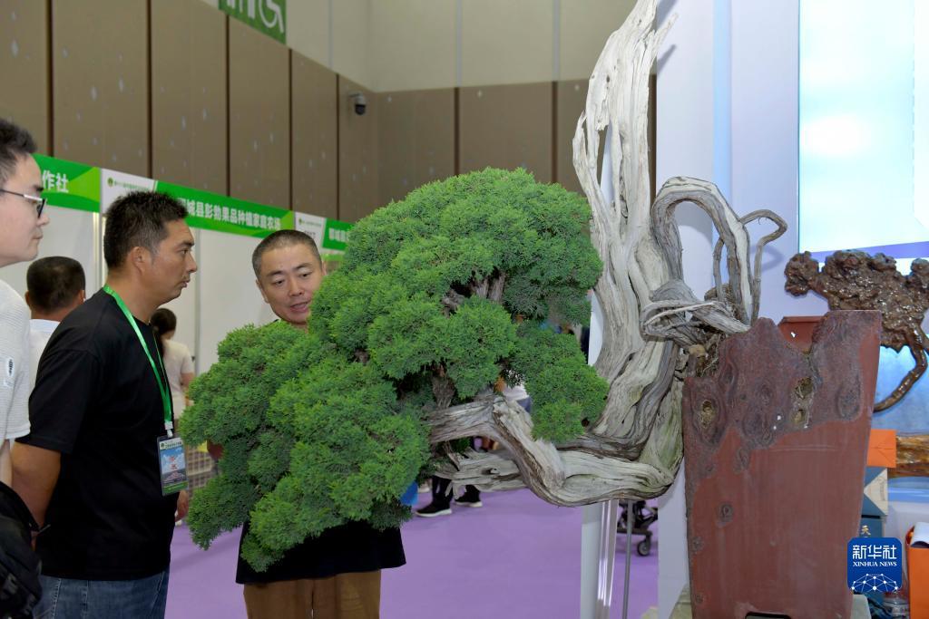 发大财棋牌
